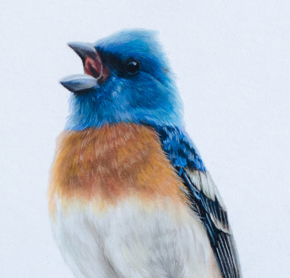 Capturing the Different Textures in Birds with Kit Gray